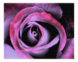Beauty Within Photographie par Scott Kuehn