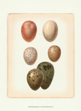 Bird Egg Study VI Posters