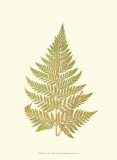 Lowes Fern I Prints by Edward Lowe