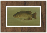 Rock Bass Posters by Harris 