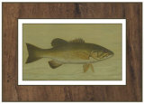 Small-Mouthed Black Bass Prints by Harris 