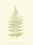 Lowes Fern V Prints by Edward Lowe