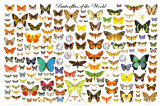 Papillons du monde Affiches