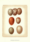 Bird Egg Study I Affiches