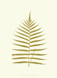 Lowes Fern IV Posters by Edward Lowe