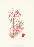 Shades of Coral III Poster