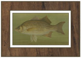 White or Silver Bass Posters par Harris 