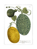 Antique Melons II Poster von Weimann 