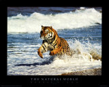 Running Tiger Posters