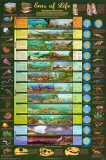 Übersicht über die Evolution Poster