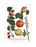 Weinmann Fruits IV Posters by Weimann 