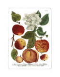 Weinmann Fruits I Kunstdrucke von Weimann 
