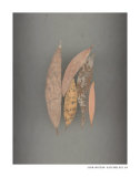Assemblage No. 84 Prints by John Watson