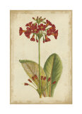Curtis Blooms in Red I Posters