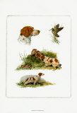 Bretagne Affiches par Rial 