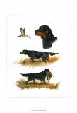 Un Gordon Setter Art par Rial 