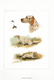 English Setter Prints by Rial