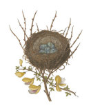 Antique Bird's Nest II Posters by James Bolton