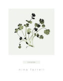 Coriander Posters by Nina Farrell