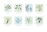 Eight Herbs Prints by Nina Farrell