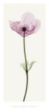 Anemone I Prints by Steven N. Meyers
