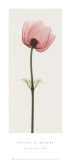Anemone III Prints by Steven N. Meyers