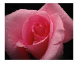 Pink rose after a rain Lámina fotográfica por Robert Sicotte Pink rose after a rain Lámina fotográfica por Robert Sicotte