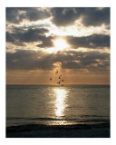 Evening Gulls Photographic Print by Christopher Pearson