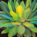 Agave Stampe di Jillian David Agave Stampe di Jillian David