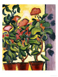 Geranium Am Fenster Giclee Print by Auguste Macke