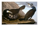 Common Cormorant Lámina giclée por John James Audubon Common Cormorant Lámina giclée por John James Audubon
