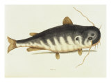 Poisson-chat reproduction procédé giclée par Mark Catesby