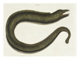Moray Eel Giclee Print by Mark Catesby