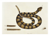 Viper Caudison Snake (Rattlesnake) Lámina giclée por Mark Catesby Viper Caudison Snake (Rattlesnake) Lámina giclée por Mark Catesby