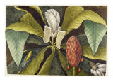 Magnolia Lámina giclée por Mark Catesby