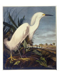 Snowy Heron or White Egret reproduction procédé giclée par John James Audubon