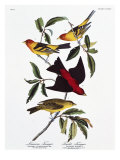 Louisiana Tanager and Scarlet Tanager Giclee Print by John James Audubon