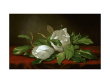 Magnolia Giclee Print by Martin Johnson Heade