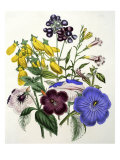 Mixed Calceolaria and Archimenus Giclee Print by Jane W. Loudon