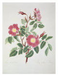 Rose Without Thorns Giclee Print by Mary Lawrence
