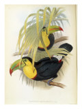 Short-Billed Toucan Giclée-Druck von John Gould