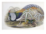 Lady Amherst's Pheasant Giclee Print by John Gould