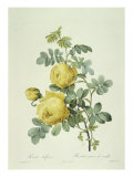 Rosa Sulfurea Giclee Print by Pierre-Joseph Redouté