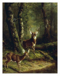 Buck and Doe in the Adirondacks Giclee Print by Arthur Fitzwilliam Tait