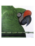 Amazonian Military Macaw Giclee Print by Ivan Ball
