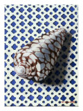 Shell (Coquillage) Giclee Print by Isy Ochoa