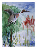 Pintail Duck Giclee Print by Sir Roy Calne