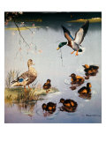 Mallards Giclee Print by Edward Matthew Ward Mallards Giclee Print by Edward Matthew Ward
