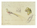 Bird Sketches from Journal reproduction procédé giclée par Johann Friedrich M. Waldeck