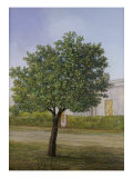 Naranjo En Flor Giclee Print by Carlos Scaglione